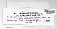 Stereum hirsutum image